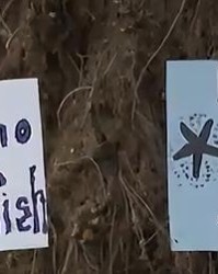 大众娱乐手机app下载-大规模抗议爆发, 针对华人! 本地人在海边用中文横幅抵制!